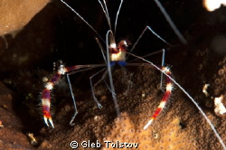 Cleaning shrimp ready by Gleb Tolstov 